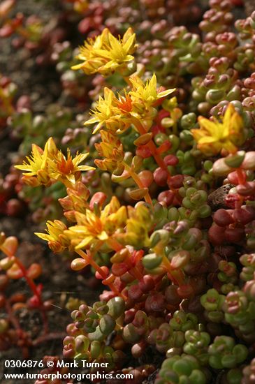 Sedum divergens