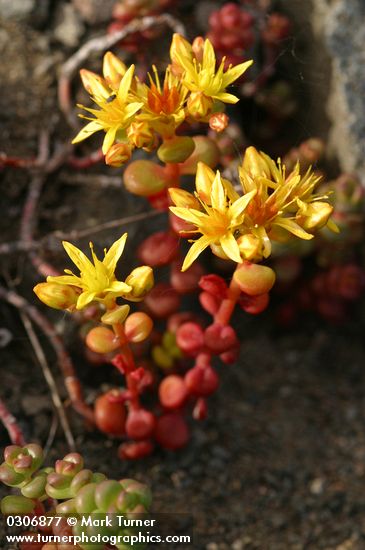 Sedum divergens