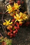 Spreading Stonecrop