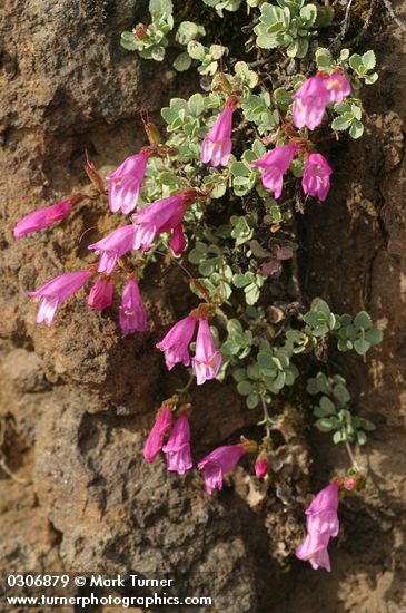 Penstemon rupicola