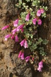 Rock Penstemon