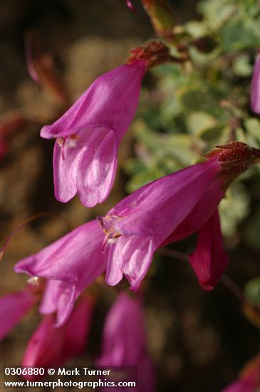 Penstemon rupicola