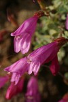 Rock Penstemon blossoms detail