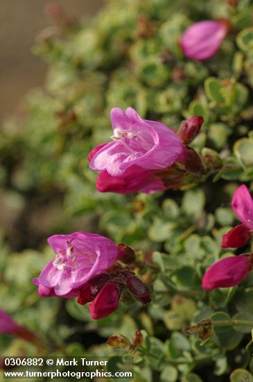 Penstemon rupicola