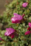 Rock Penstemon blossoms & foliage