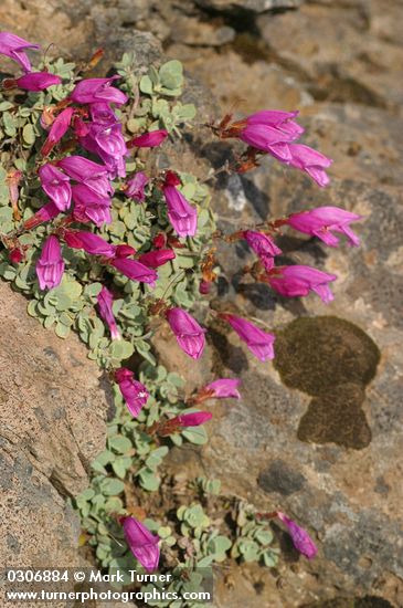 Penstemon rupicola