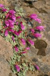 Rock Penstemon