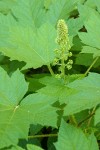 Devil's Club blossoms & foliage