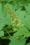 Devil's Club blossoms & foliage