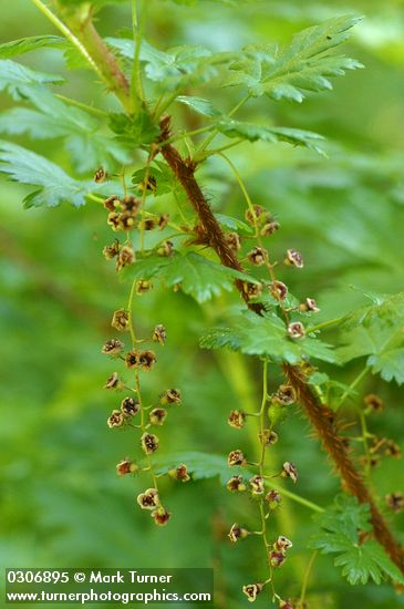 Ribes lacustre