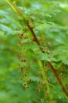 Swamp Gooseberry blossoms & foliage