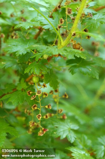 Ribes lacustre