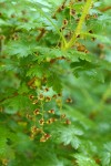 Swamp Gooseberry blossoms & foliage