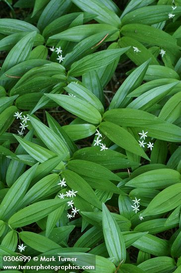 Maianthemum stellatum (Smilacina stellata)