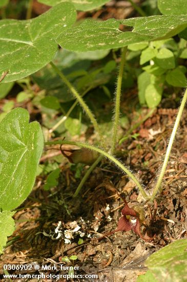 Asarum caudatum