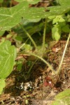 Long-tailed Wild Ginger