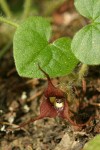 Long-tailed Wild Ginger blossom & foliage detail