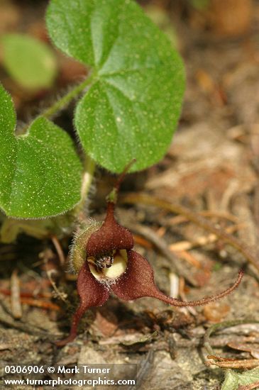 Asarum caudatum