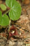 Long-tailed Wild Ginger blossom & foliage detail