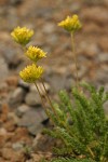 Gordon's Ivesia blossoms & foliage