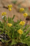 Gordon's Ivesia blossoms & foliage