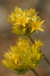 Gordon's Ivesia blossoms detail