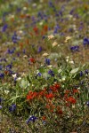 Xeric meadow w/ Harsh Paintbrush, Menzies' Delphiniums, Mountain Cat's Ears, Arrow-leaf Buckwheat