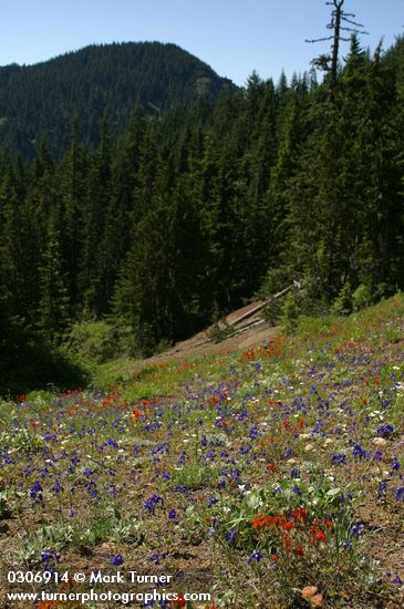 Castilleja hispida; Delphinium menziesii; Calochortus subalpinus; Eriogonum compositum