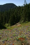 Xeric meadow w/ Harsh Paintbrush, Menzies' Delphiniums, Mountain Cat's Ears, Arrow-leaf Buckwheat