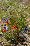 Xeric meadow w/ Harsh Paintbrush, Menzies' Delphiniums, Sedge