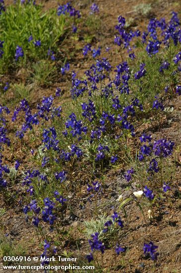 Delphinium menziesii