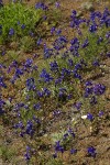 Menzies' Delphiniums in xeric meadow