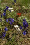 Menzies' Delphiniums, Mountain Cat's Ears, Harsh Paintbrush in xeric meadow