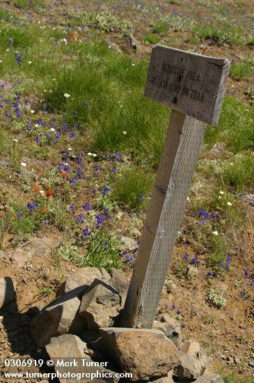 Delphinium menziesii; Calochortus subalpinus; Castilleja hispida