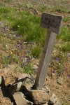 'Sensitive Area Please Stay on Trail' sign at xeric meadow w/ Menzies' Delphiniums, Mountain Cat's Ears, Harsh Paintbrush