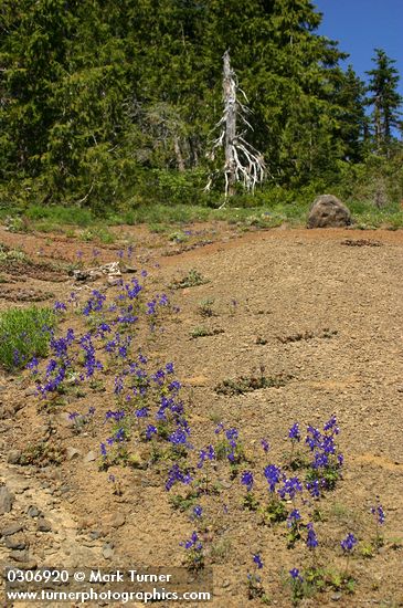 Delphinium menziesii