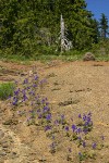 Menzies' Delphiniums in xeric meadow