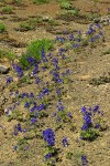 Menzies' Delphiniums in xeric meadow