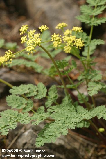 Lomatium martindalei