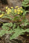 Martindale's Desert Parsley