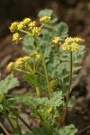 Martindale's Desert Parsley