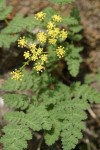 Martindale's Desert Parsley