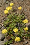 Sulphur Eriogonum