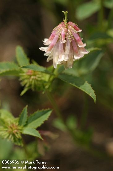 Trifolium productum