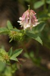 Shasta Clover blossoms & foliage