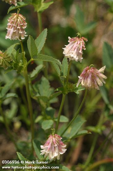 Trifolium productum