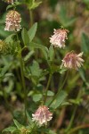 Shasta Clover