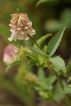 Shasta Clover blossoms & foliage