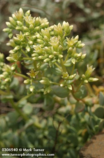 Sedum oregonense