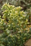 Creamy Stonecrop